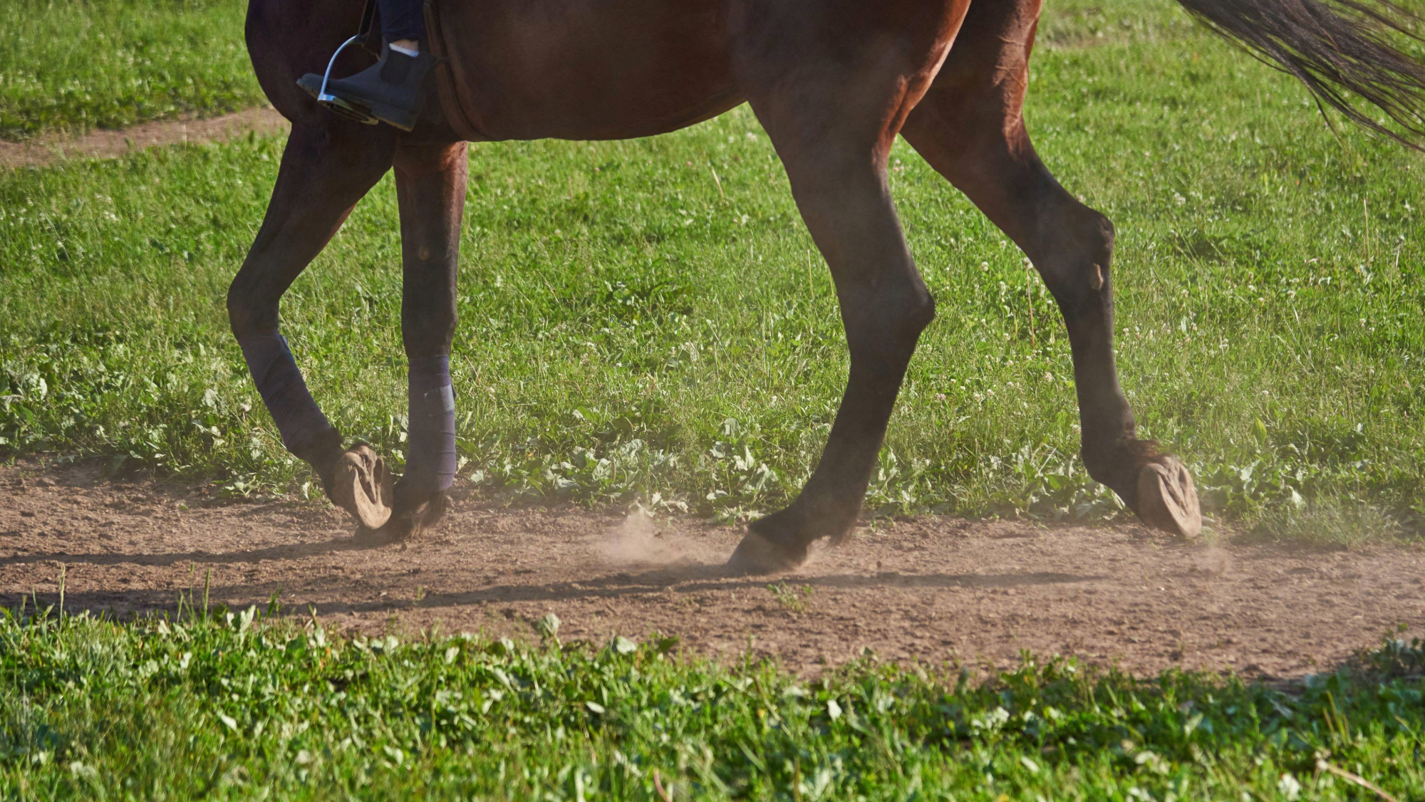 Close up of horse&rsquo;s legs showing he is barefoot as he is ridden on along a soft surfaced track