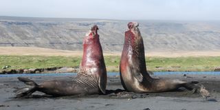 Two male southern elephant seals clash over a harem. This photograph won the behavioral and physiological ecology category in the BMC Ecology photography contest of 2013.