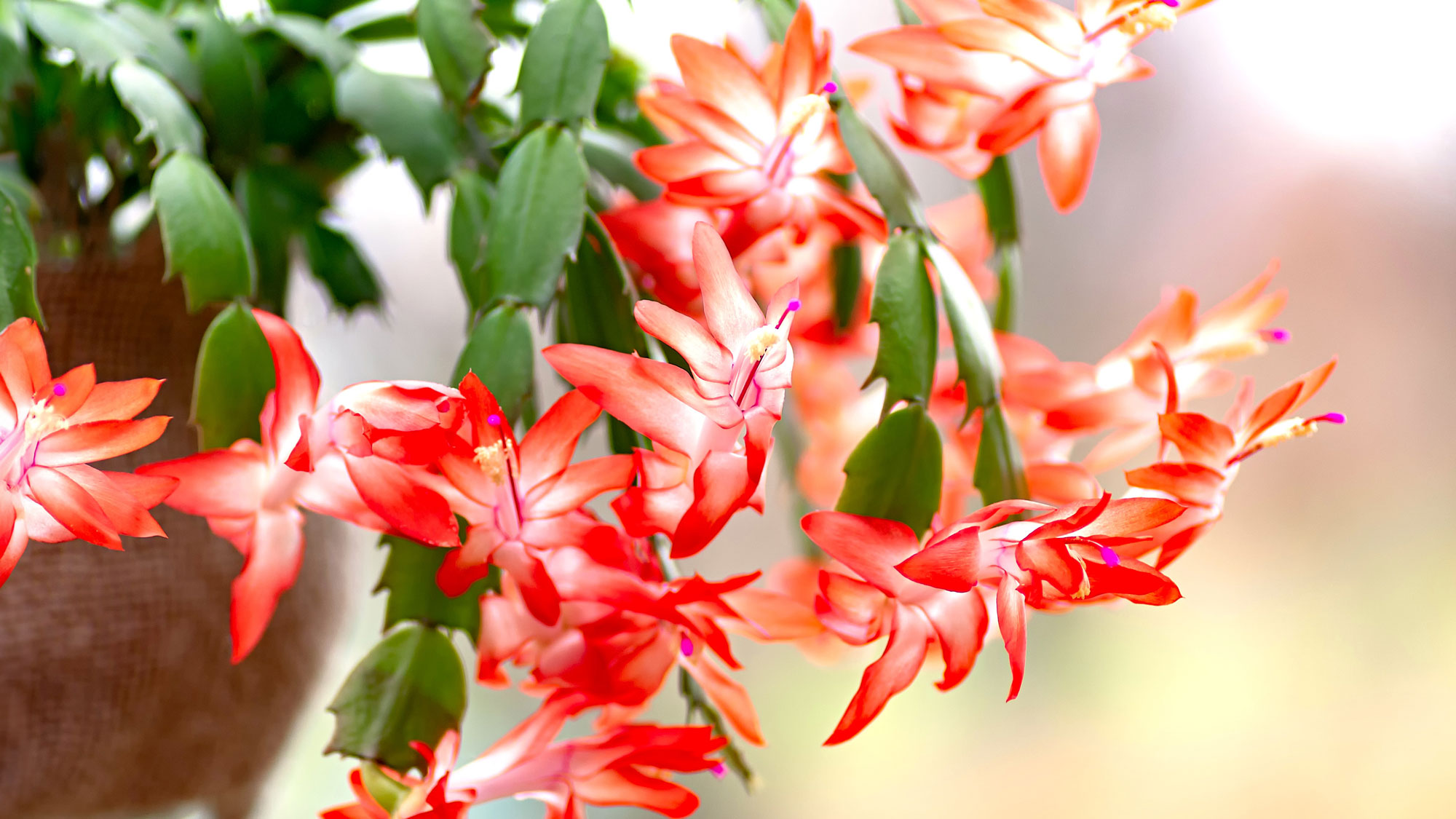 Thanksgiving cactus in a pot showing salmon pink and white flowers