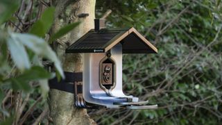 FeatherSnap Bird Feeder camera strapped around a tree with bamboo backdrop