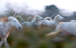 Unicorn herd. Image shot 2008. Exact date unknown.