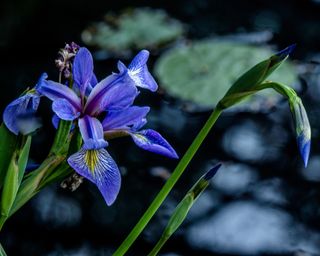 blue flag iris planted by a pond