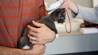 Kitten getting their microchip scanned