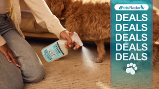 Person kneeling down while spraying Mrs. Meyers Clean Day Pet Stain and Odor Fighter next to a dog on carpet. A PetsRadar deals overlay to the right hand side