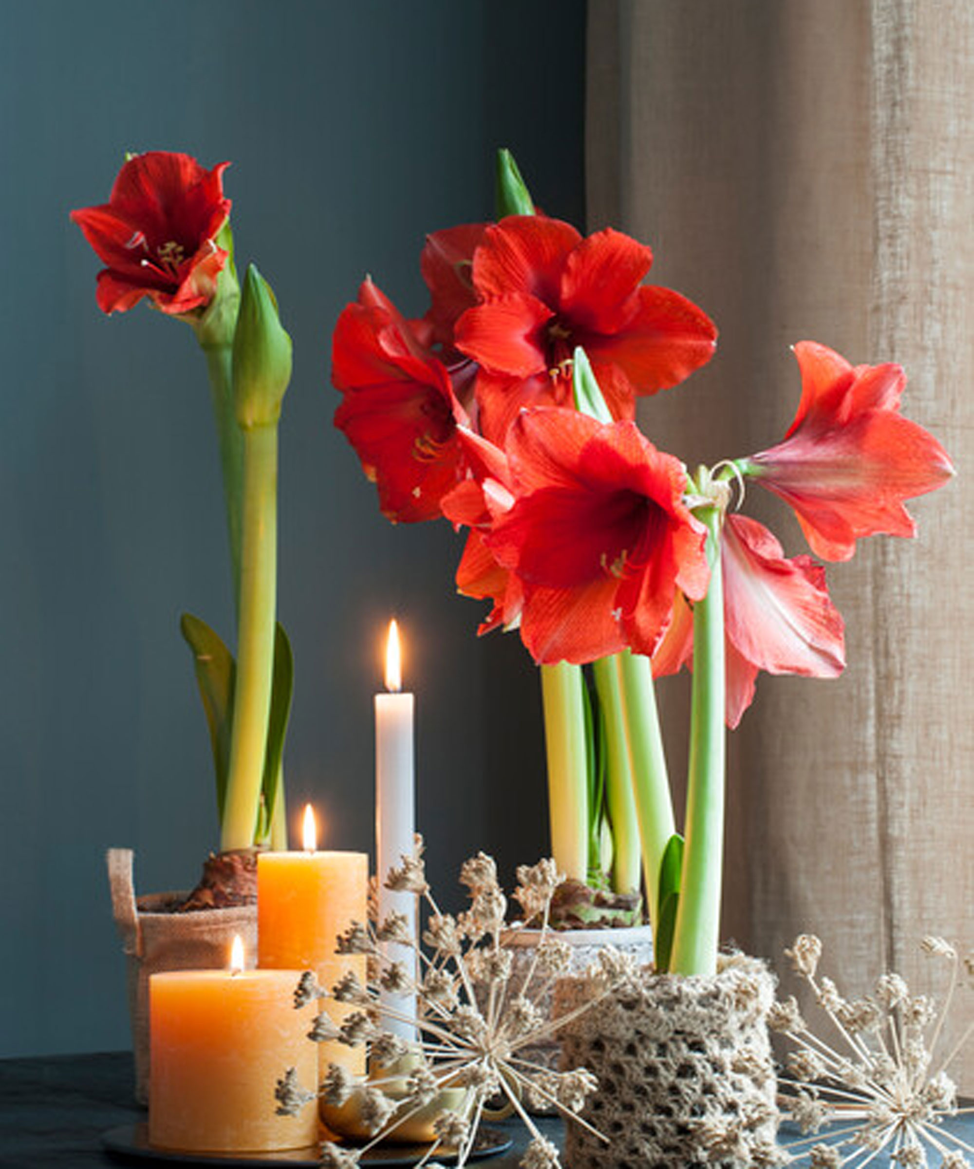 red amaryllis flowers as part of Christmas display with candles and seedheads
