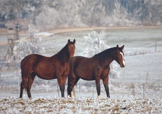 Horses in Winter, for Spinal Research