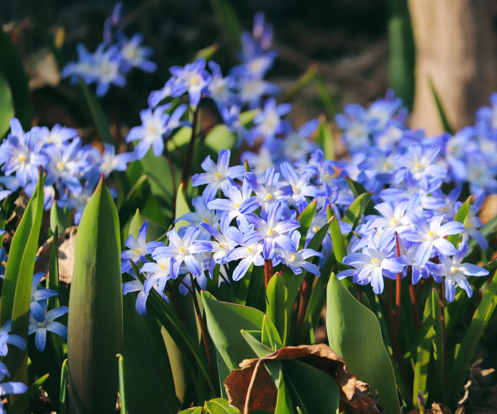 Glory of the snow care and growing guide: expert tips | Homes and Gardens