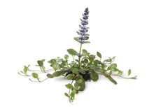 Ajuga Plant