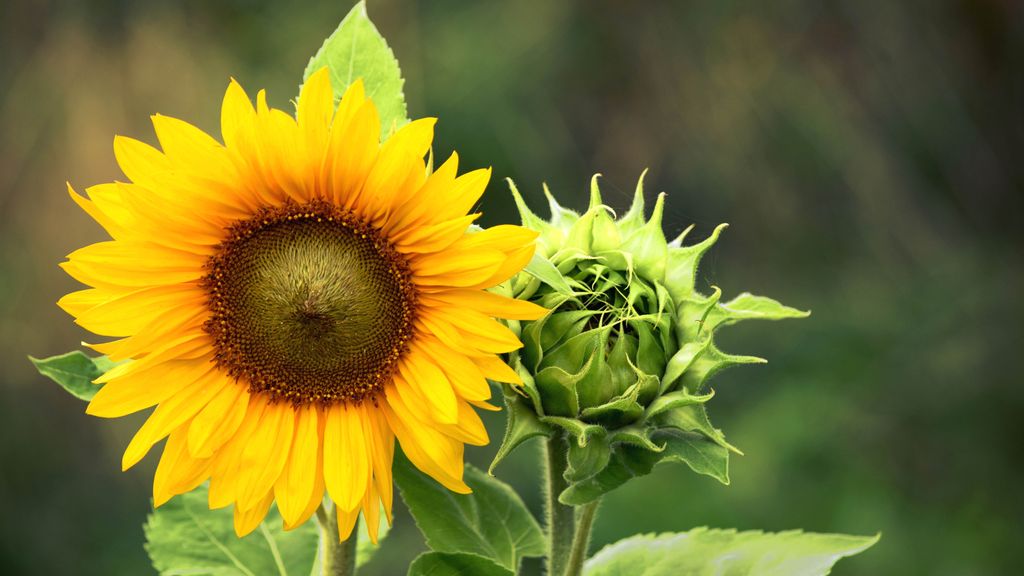 How to plant sunflower seeds and when to do it Tom's Guide