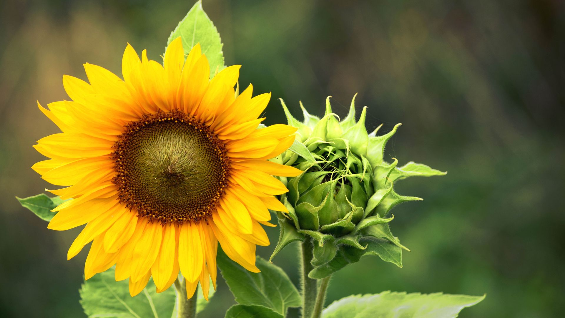 How to plant sunflower seeds and when to do it Tom's Guide