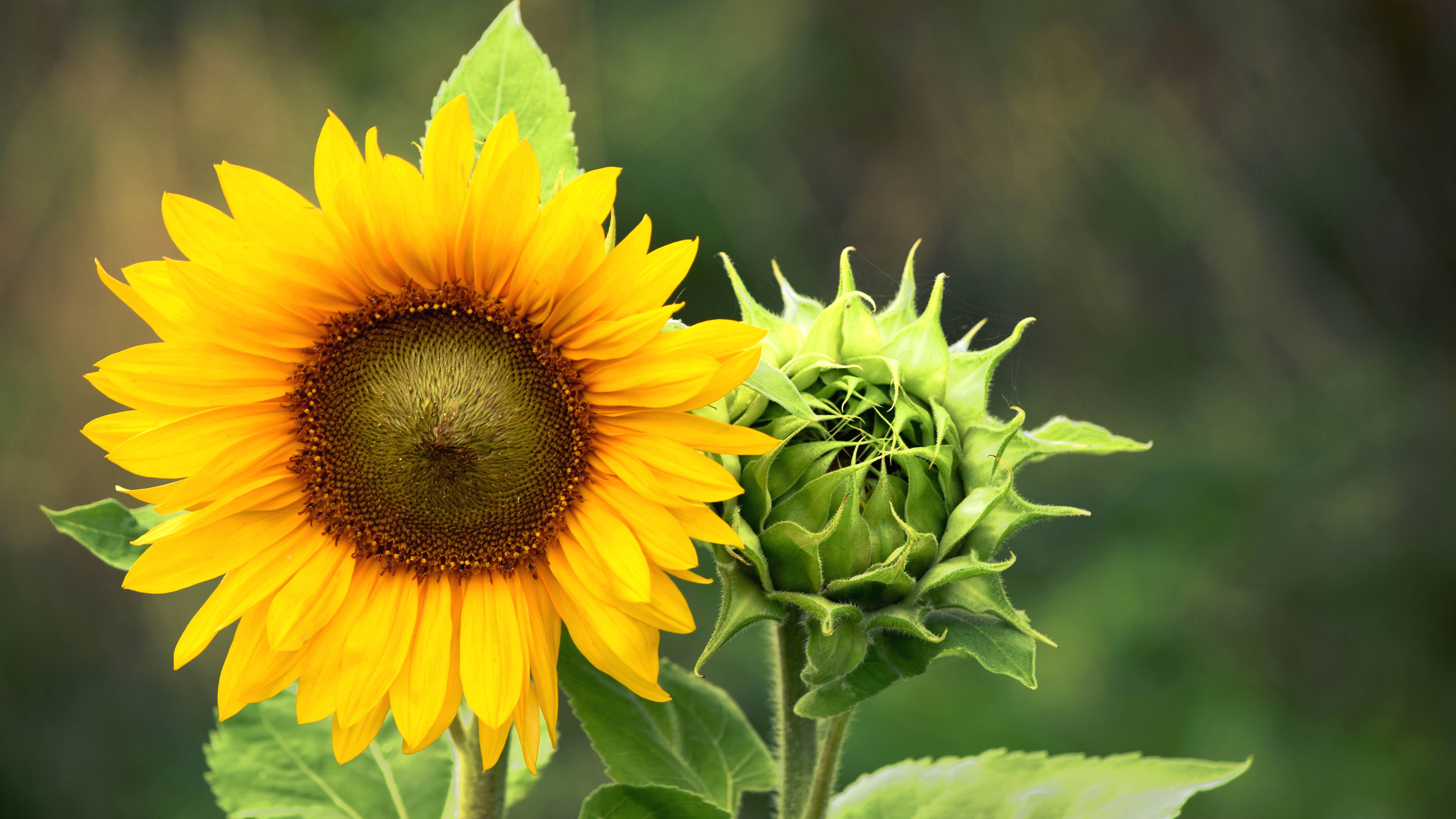 How to plant sunflower seeds and when to do it | Tom's Guide
