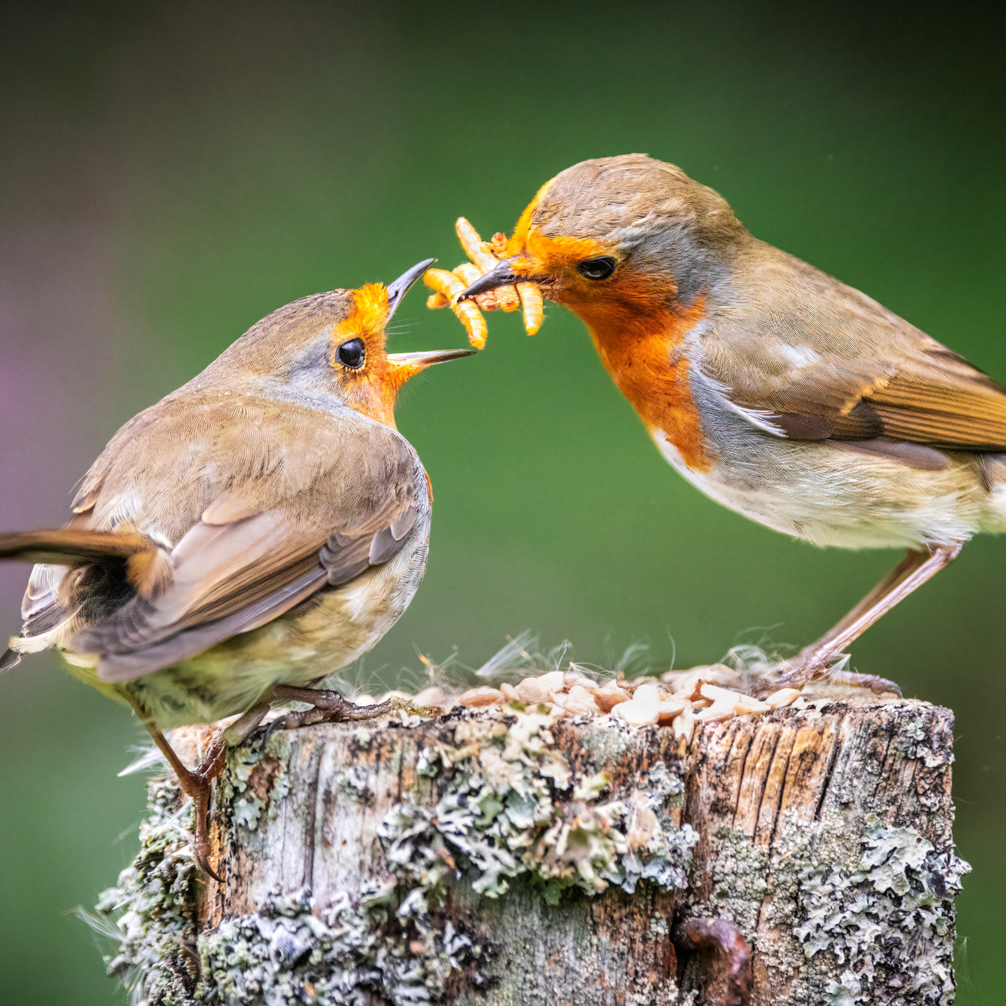 Two robins sharing mealworms.