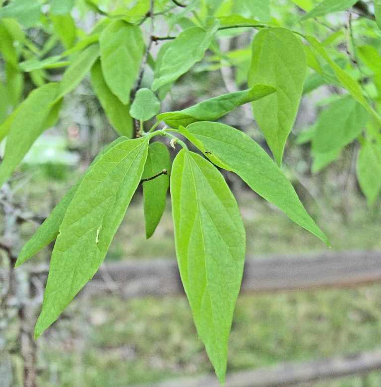 Sugar Hackberry Facts - Information On Growing Sugar Hackberry Fruit ...