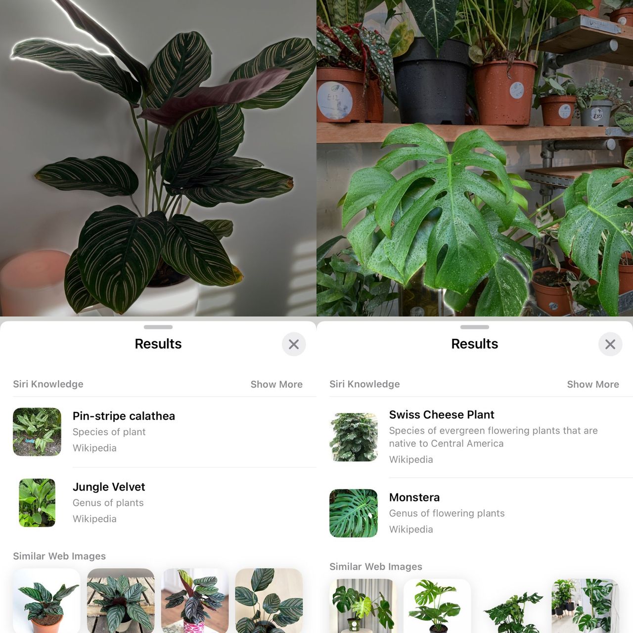 This clever iPhone hack helps you identify plants instantly | Ideal Home