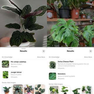 iPhone visual look up to identify plants