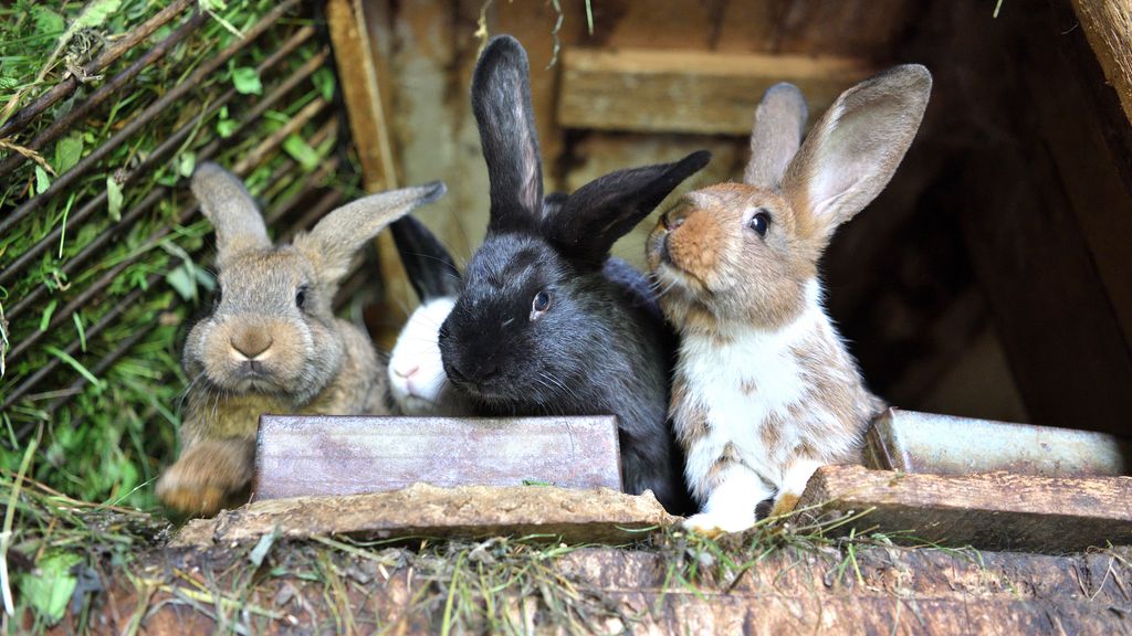 32 breeds of rabbits | PetsRadar