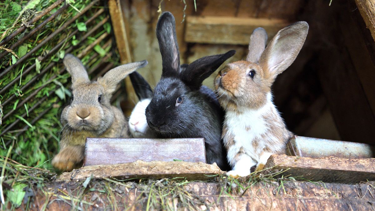 Four rabbits in a hutch