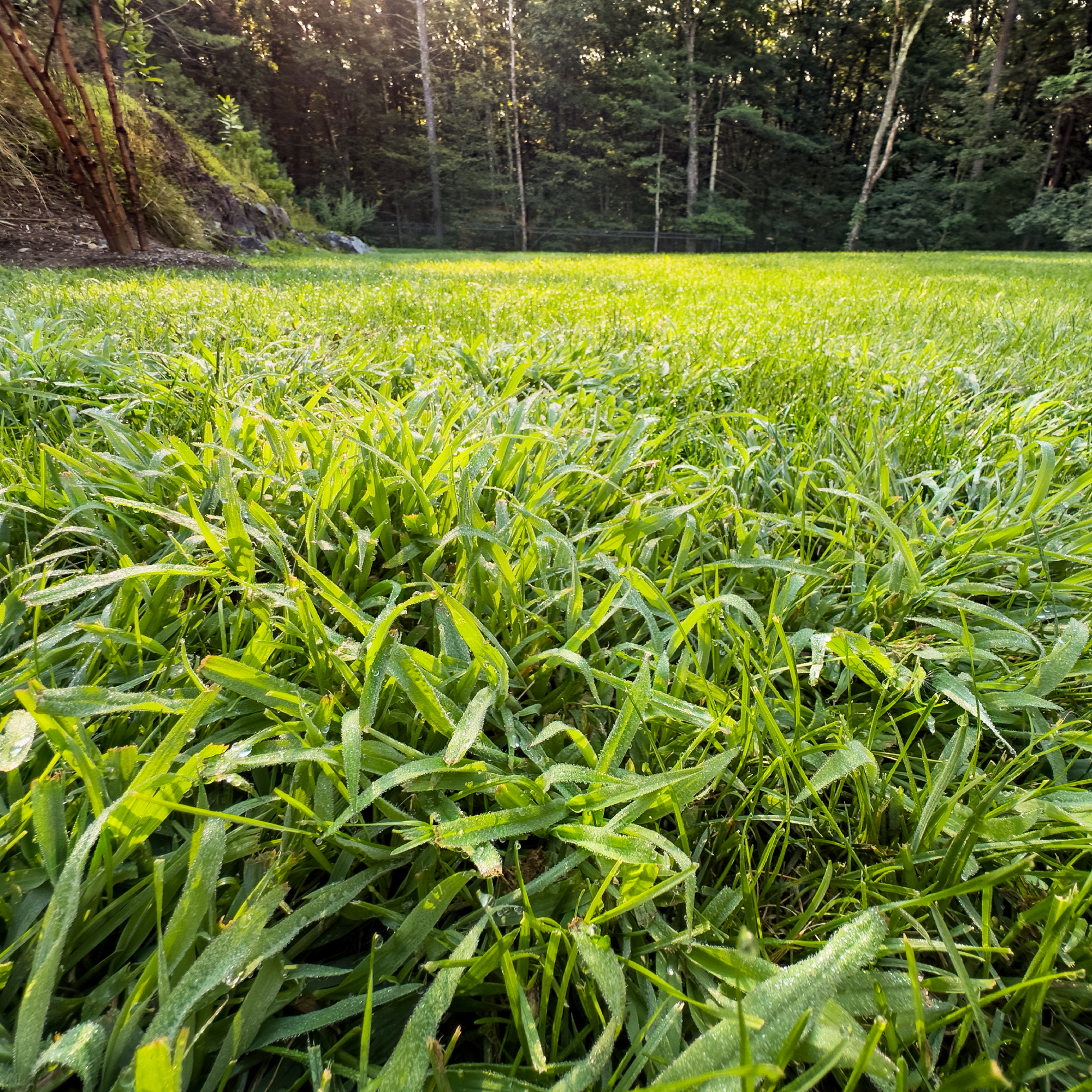 crabgrass in lawn