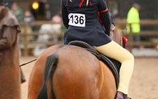 PARTBRED ARAB CHAMPIONSHIP CHAMPION 136 CHANLEY DELIGHTFUL DAN ZARA BROOKS