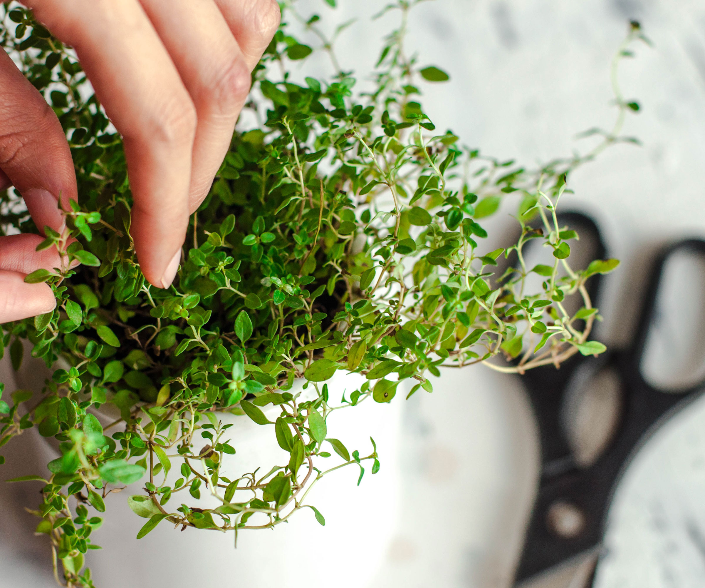 hands picking thyme cuttings near black handled scissors