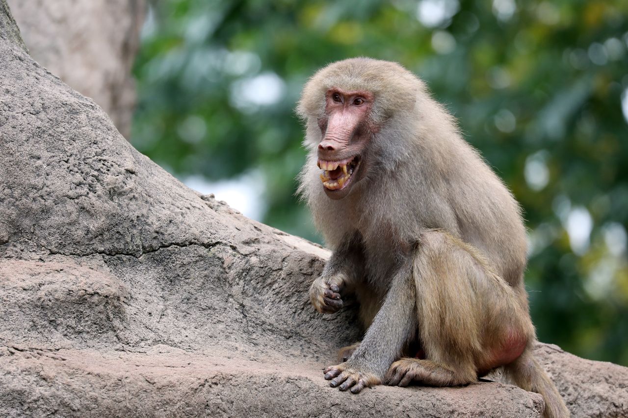 A baboon.