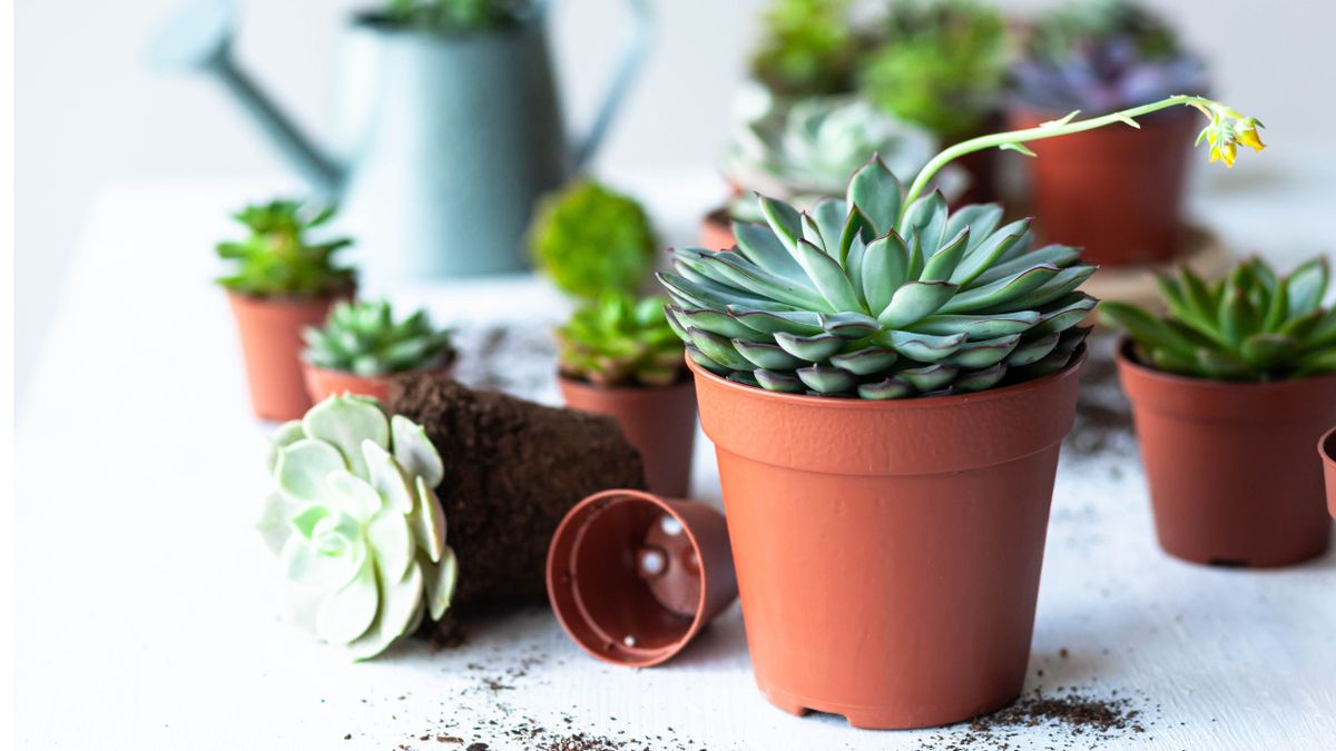 How to propagate succulents