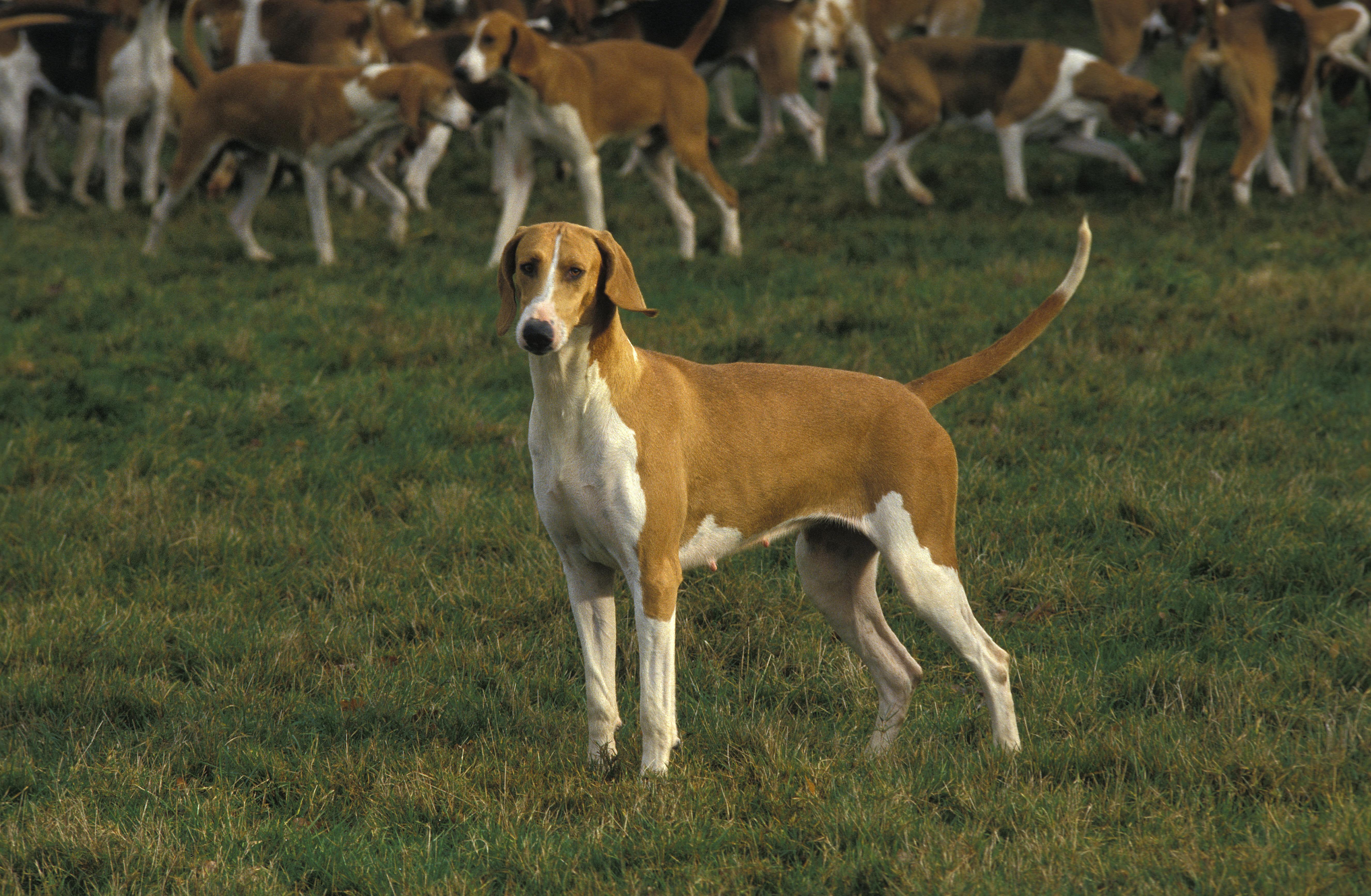A Poitevin hound standing alert in grassland, its tall, athletic frame and smooth, tri-coloured coat characteristic of the breed.