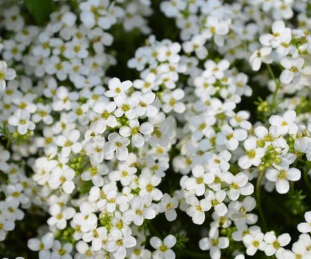 white alyssum flowers