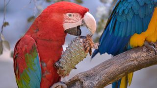 Red parrot nibbling on a pine cone