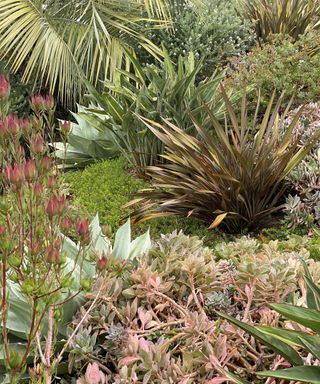 layered plants with contrasting colors, shapes and textures, including the rounded Australian rosemary Westringia fruticose ‘Mundi’, Phormium ‘Black Adder’ and the striking red-stemmed shrub Leucadendron salignum 'Blush'