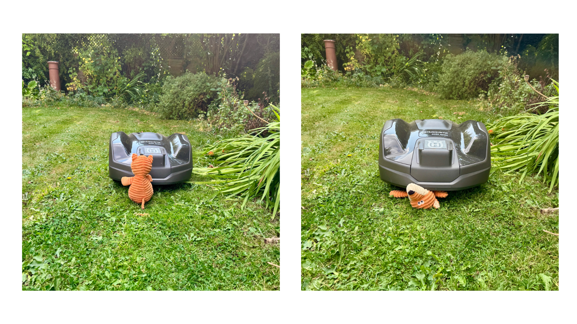 Husqvarna Automower 305E NERA mowing over a dog toy
