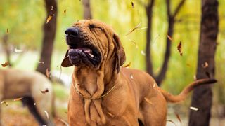 Why is my dog sneezing? A Brazilian Mastiff dog sneezing