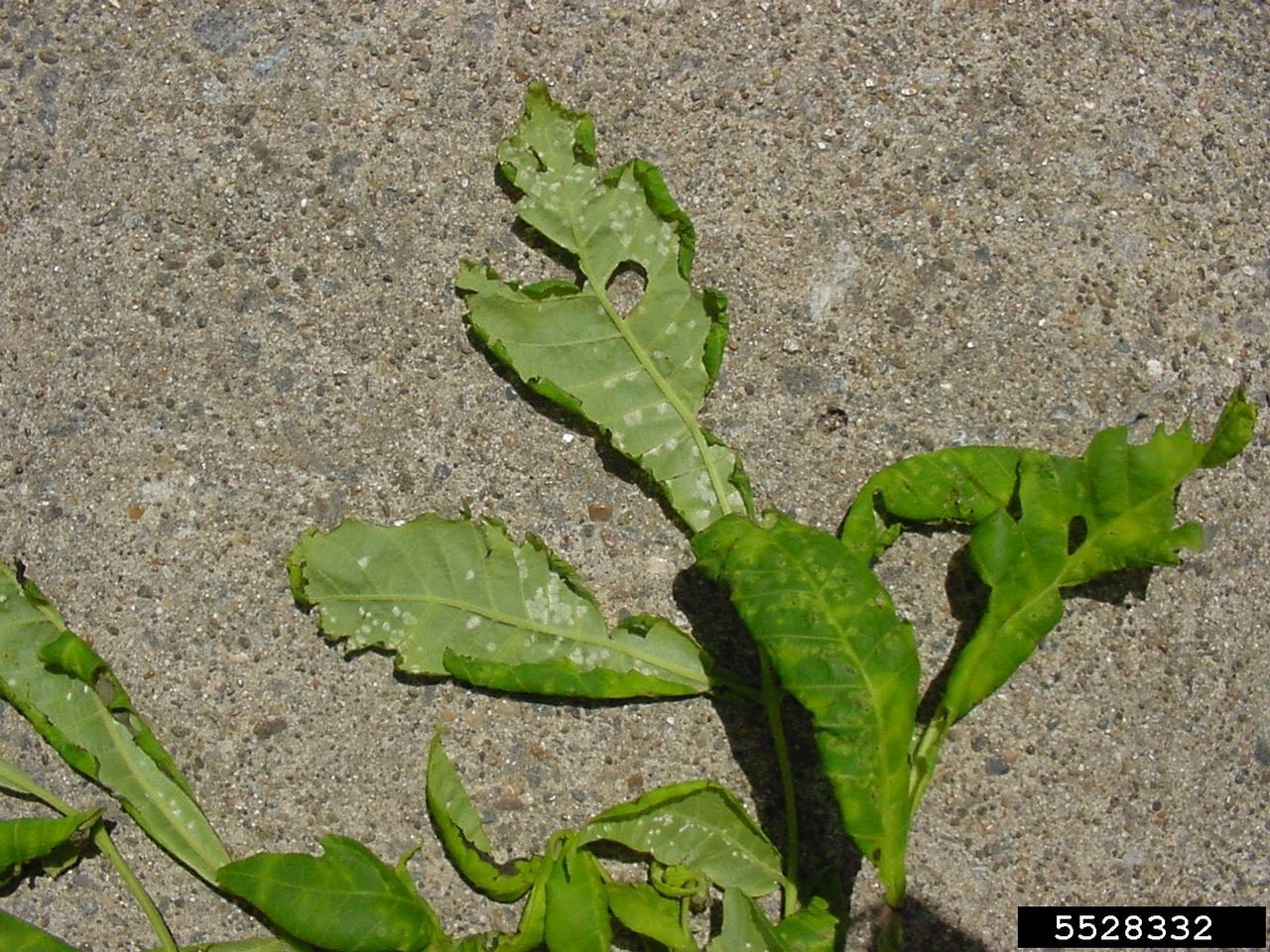 White Spots On Plant Leaves