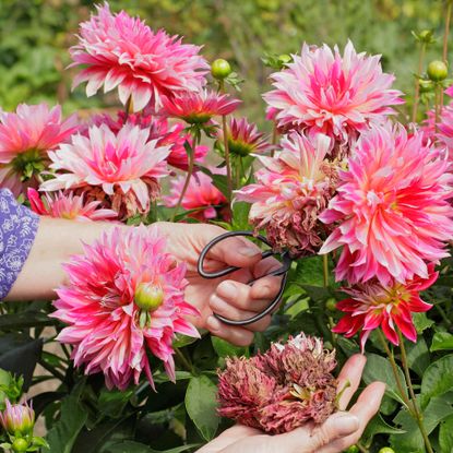 Deadheading the spent blooms of pink dahlias