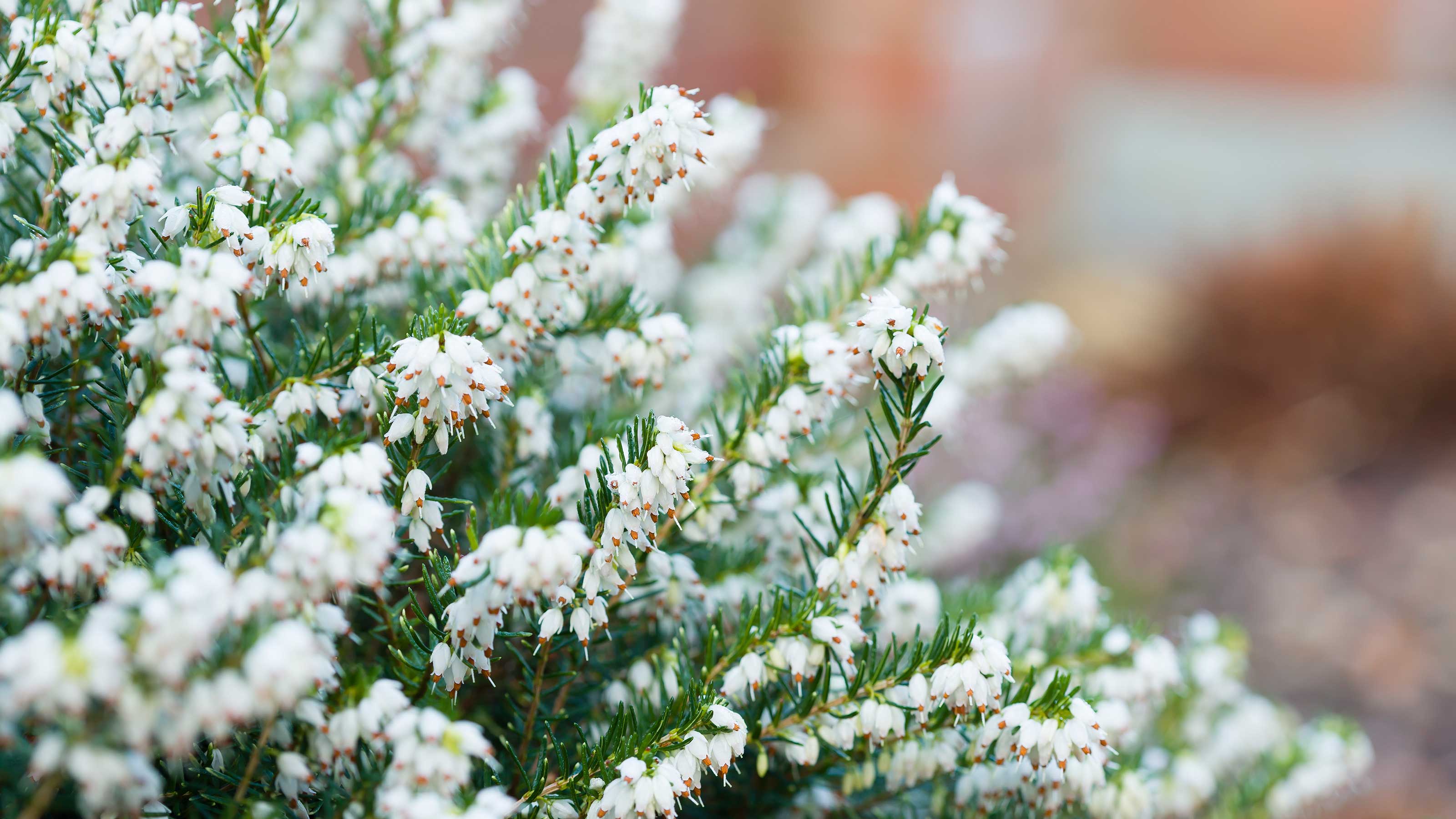 winter heather care and growing guide | gardeningetc