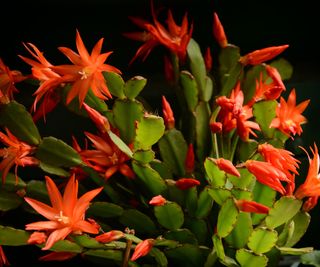 Beautiful red flowers of red Christmas cactus of Schlumbergera family