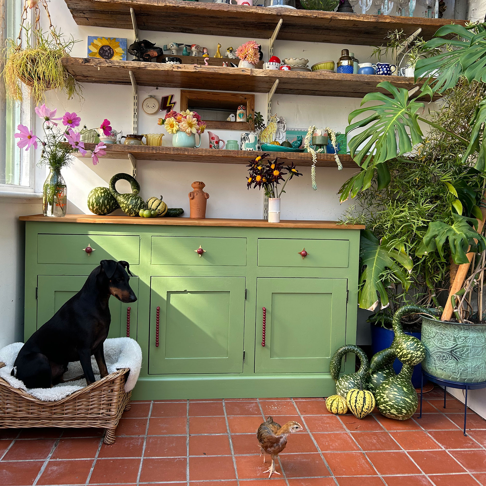 Dog in wicker dog bed looking at small chicken on terracotta kitchen floor beside gourds, plants and green cabinetry topped with flowers