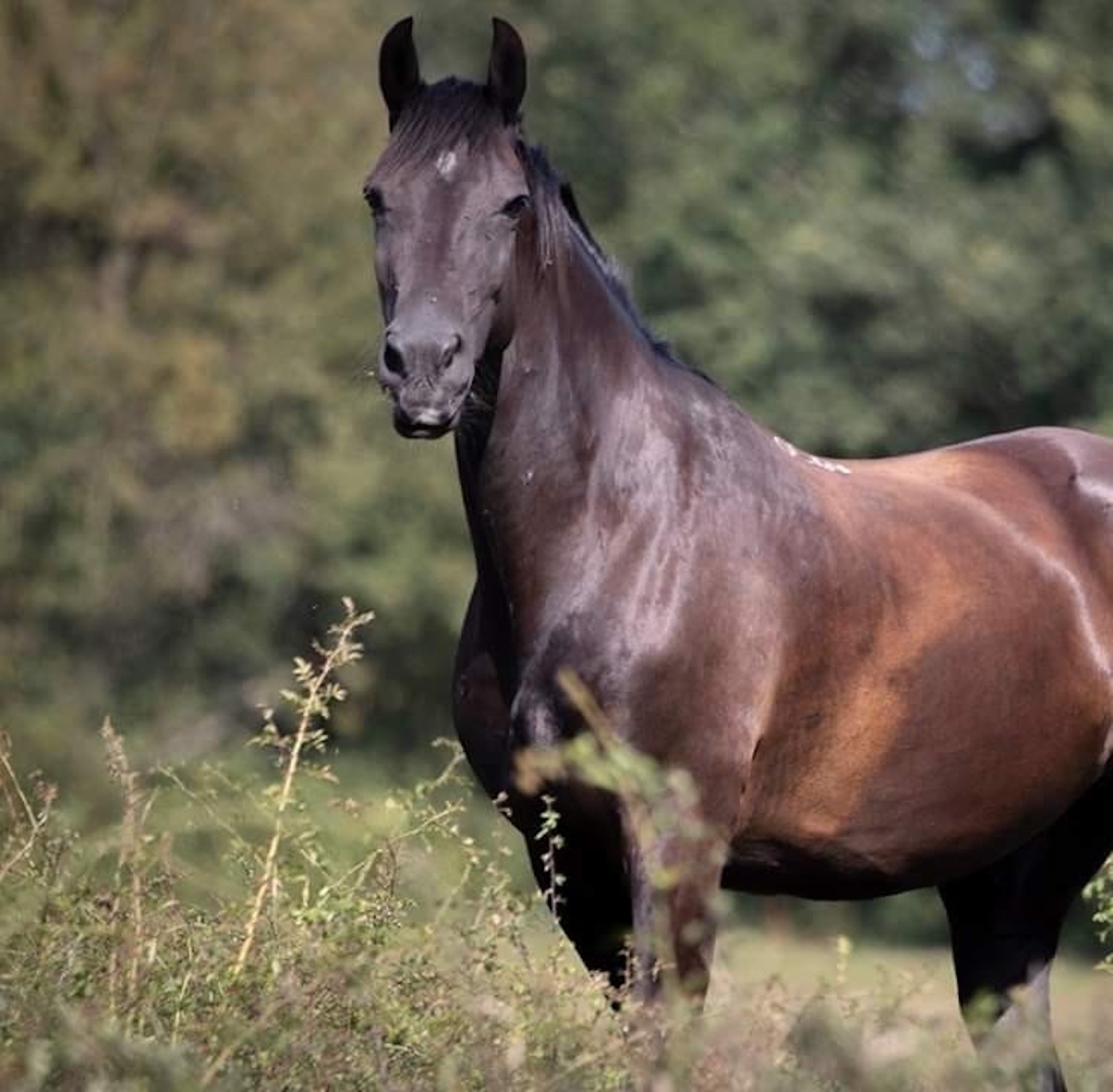 horse dies after being fed by the public