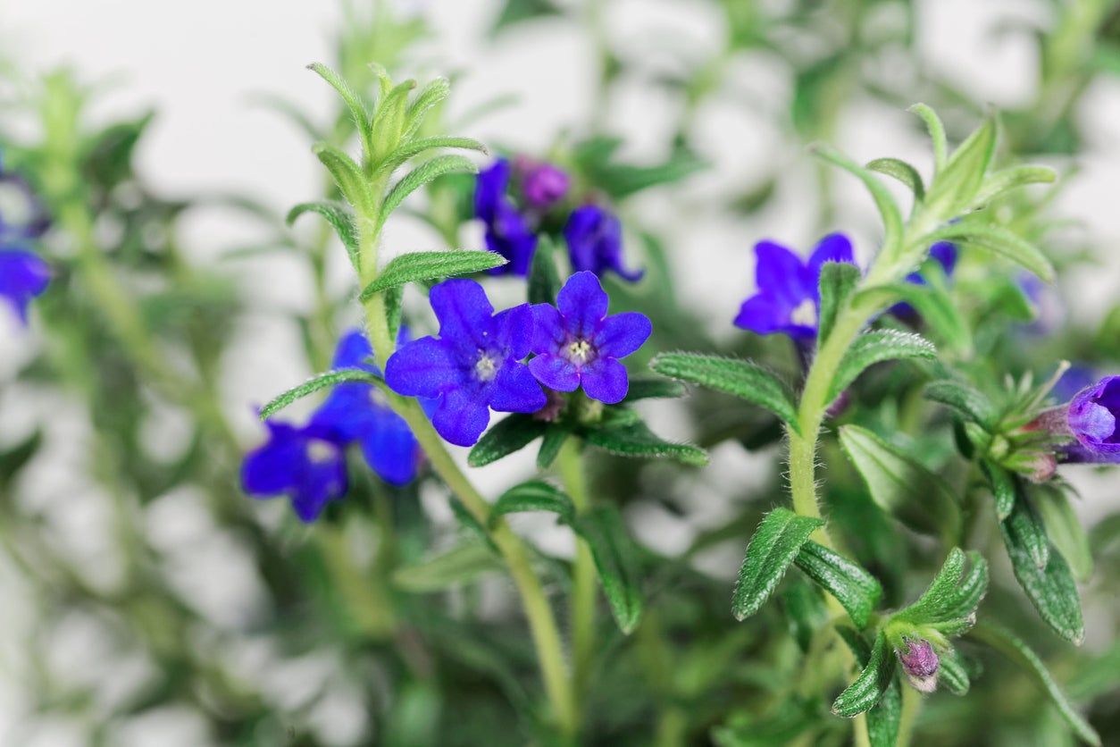 Lithodora Plants