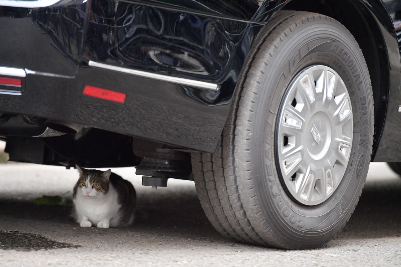 Larry the Downing Street cat.