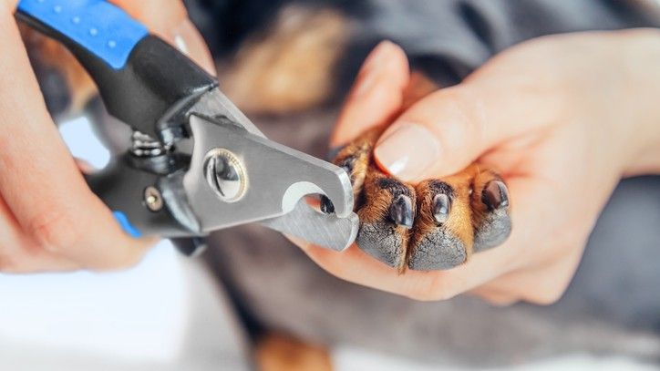 How to stop a dog's nail from bleeding | PetsRadar