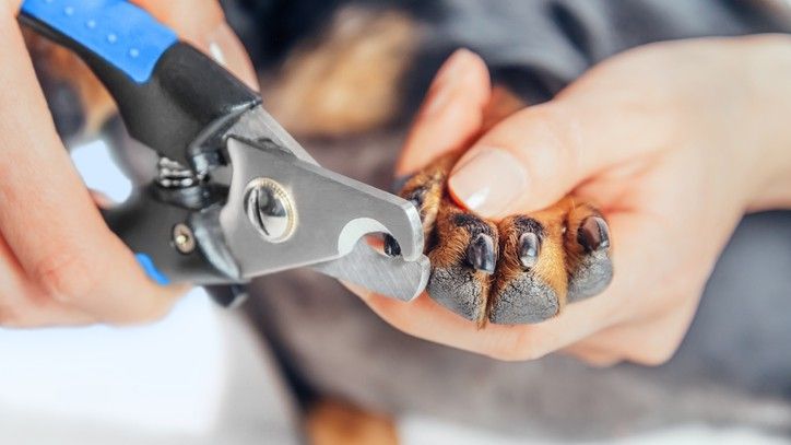 a dog having its nails clipped