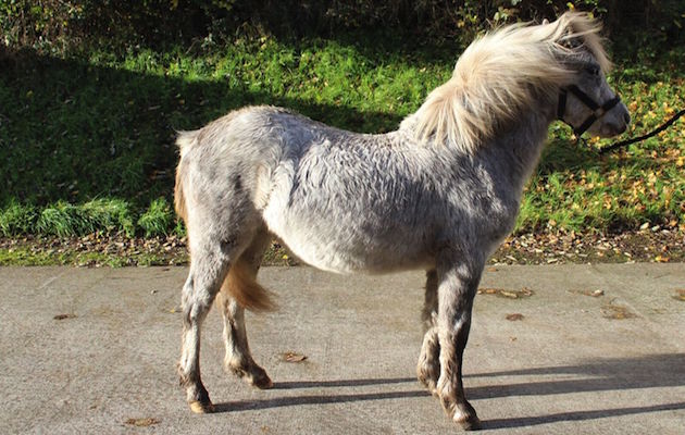 12PoniesPearl.jpg