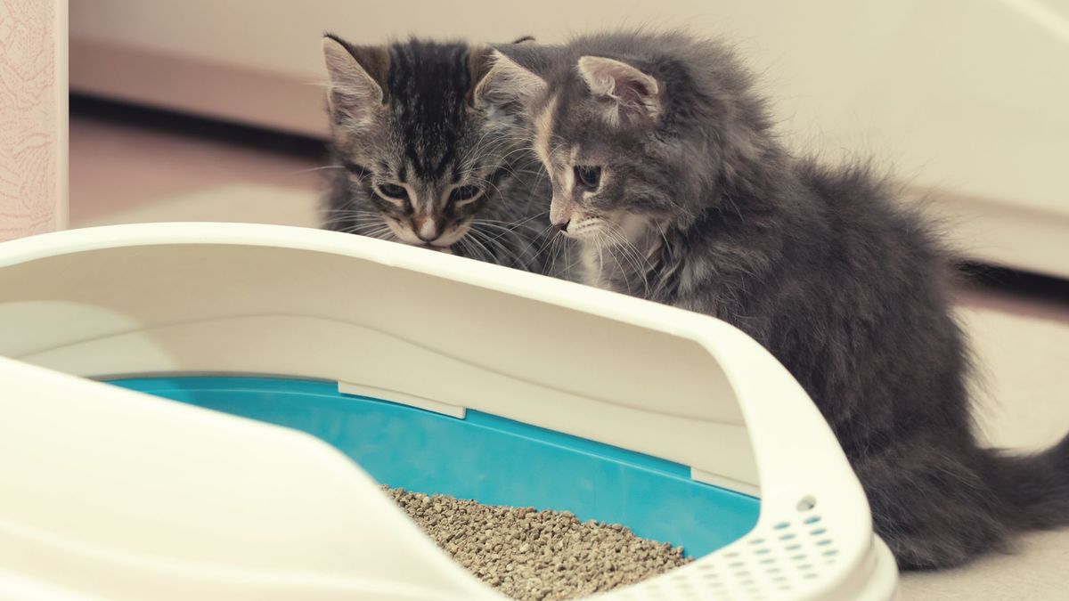 kittens looking into cat litter box