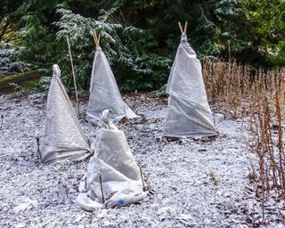 plants in a winter garden covered with frost fabric