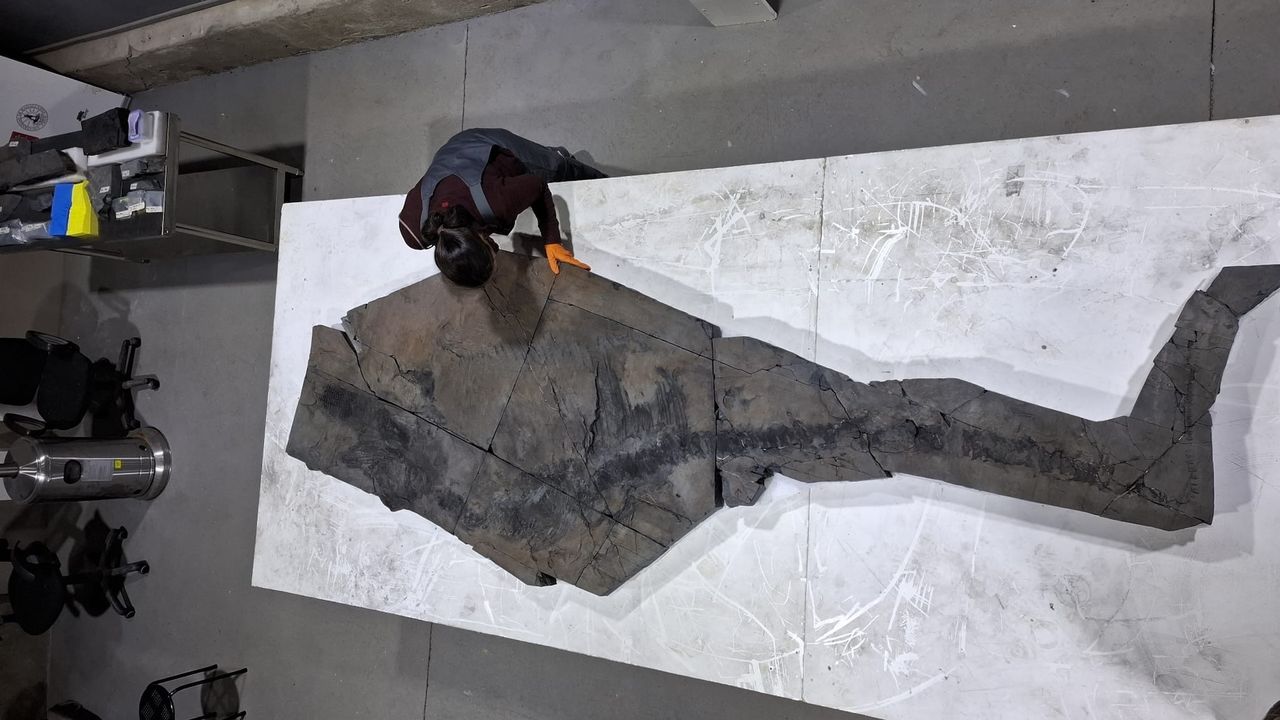 a large fossil in the lab