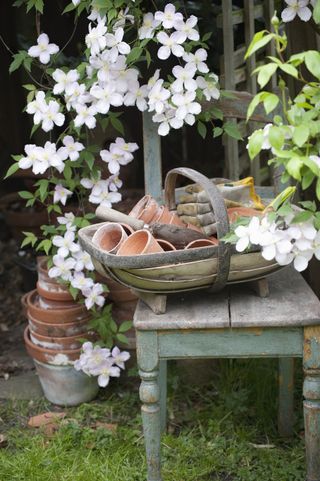 Flowering Clematis and garden tools