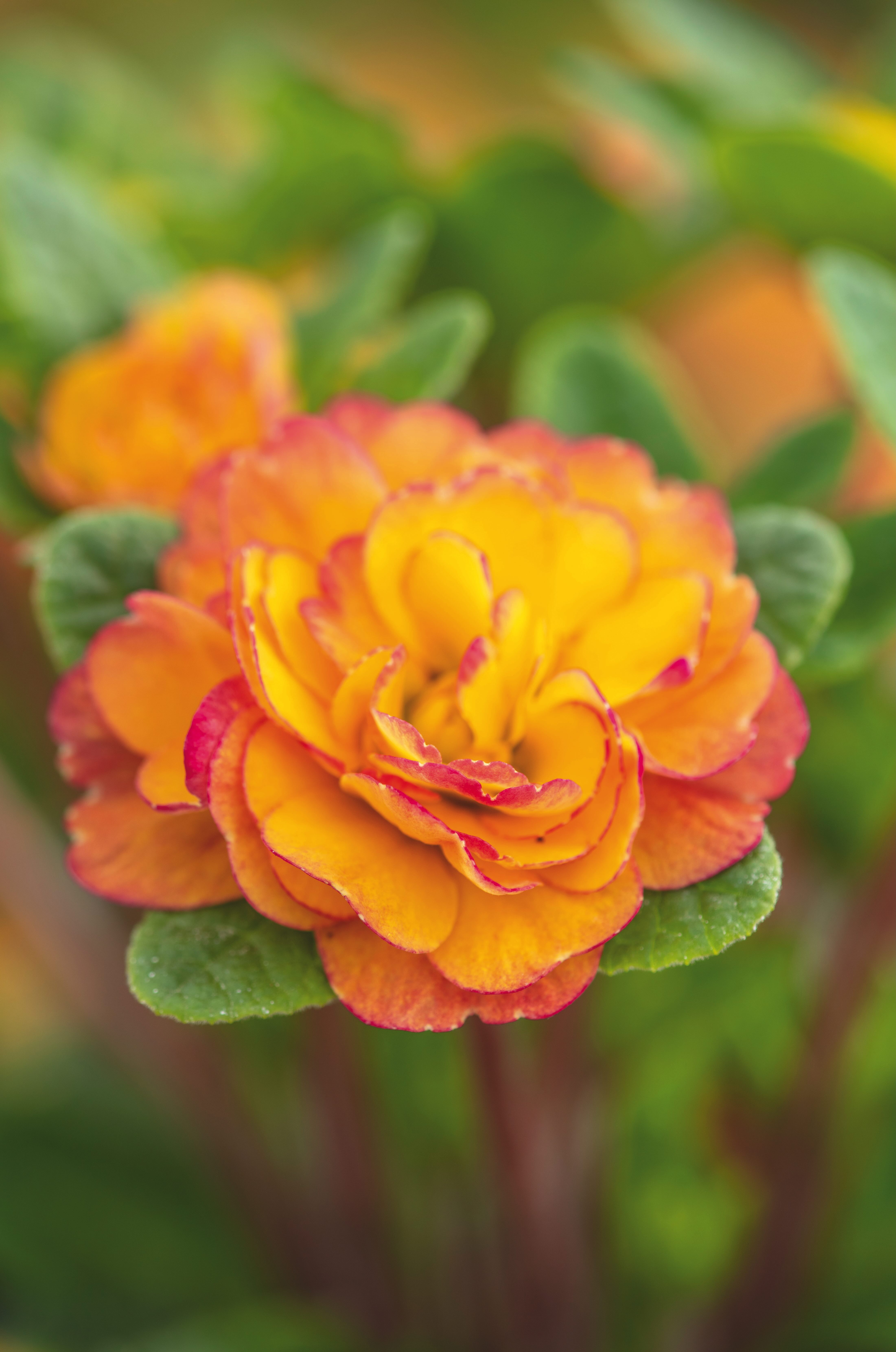 THE PICTON GARDEN AND OLD COURT NURSERIES, WORCESTERSHIRE: CLOSE UP OF ORANGE FLOWERS OF PRIMULA BELARINA NECTARINE