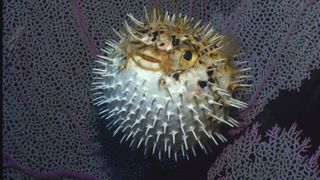 Pufferfish can be toxic if not properly prepared.