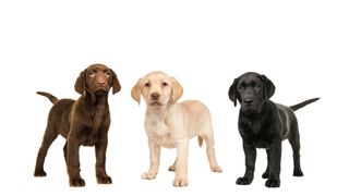 Three different coloured Labradors